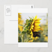 Sonnenblume Postkarte (Vorne/Hinten)