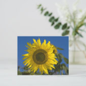 Sonnenblume Postkarte (Stehend Vorderseite)