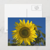 Sonnenblume Postkarte (Vorne/Hinten)