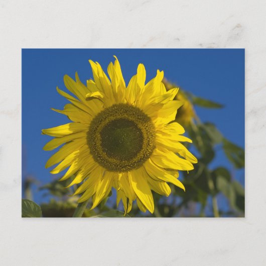 Sonnenblume Postkarte (Vorderseite)