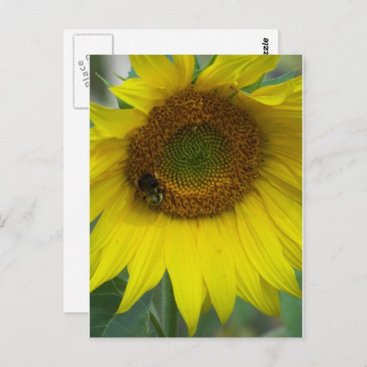 Sonnenblume Postkarte (Vorne/Hinten)