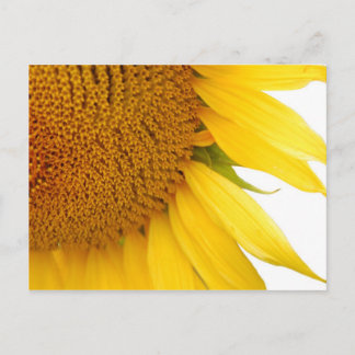 Sonnenblume Postkarte
