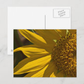 Sonnenblume Postkarte (Vorne/Hinten)