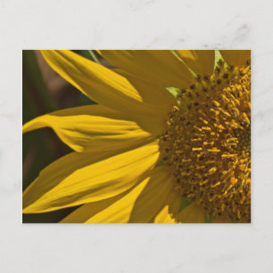 Sonnenblume Postkarte