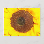 Sonnenblume Postkarte (Vorderseite)