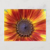 Sonnenblume Postkarte (Vorderseite)