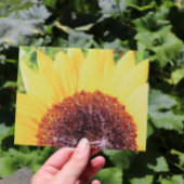 Sonnenblume Postkarte