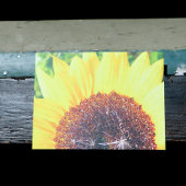 Sonnenblume Postkarte