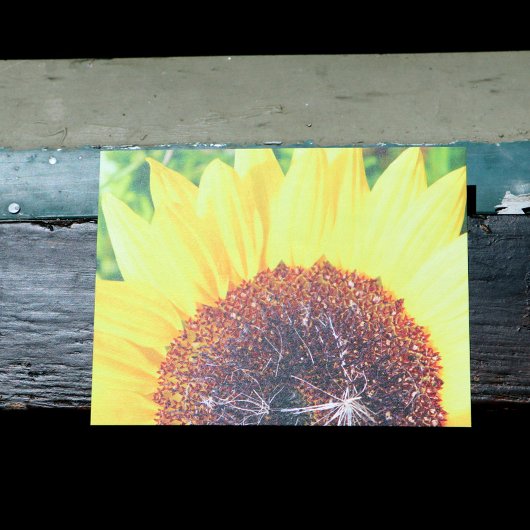 Sonnenblume Postkarte