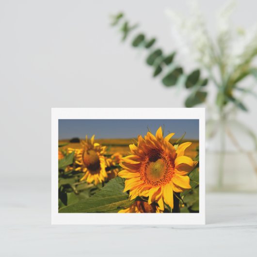 Sonnenblume Postkarte (Stehend Vorderseite)
