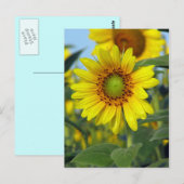 Sonnenblume Postkarte (Vorne/Hinten)