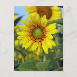 Sonnenblume Postkarte