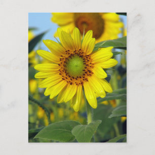 Sonnenblume Postkarte