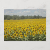 Sonnenblume Postkarte (Vorderseite)