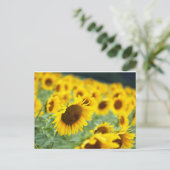 Sonnenblume Postkarte (Stehend Vorderseite)