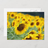 Sonnenblume Postkarte (Vorne/Hinten)