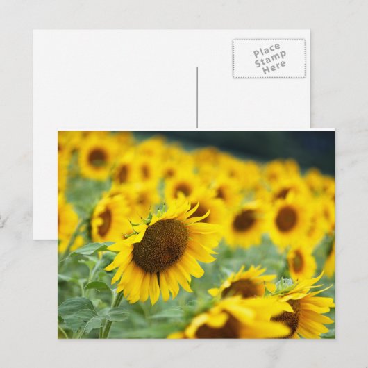Sonnenblume Postkarte (Vorne/Hinten)