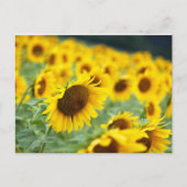 Sonnenblume Postkarte (Vorderseite)