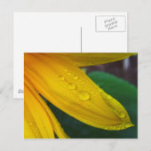 Sonnenblume Postkarte (Vorne/Hinten)