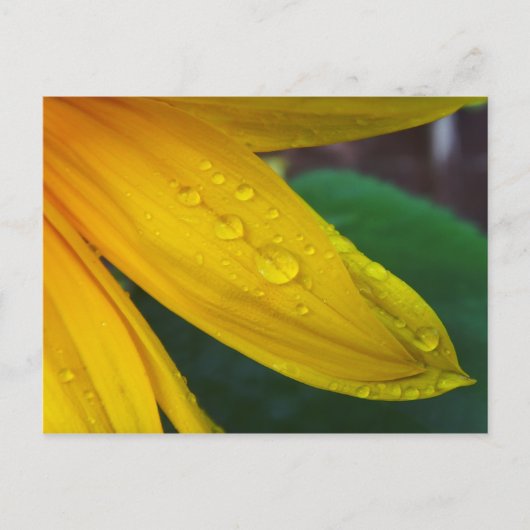 Sonnenblume Postkarte (Vorderseite)