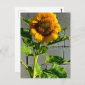 Sonnenblume Postkarte (Vorne/Hinten)