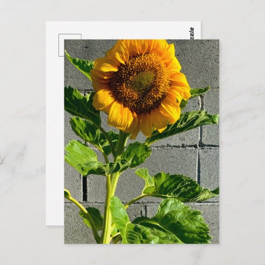 Sonnenblume Postkarte (Vorne/Hinten)