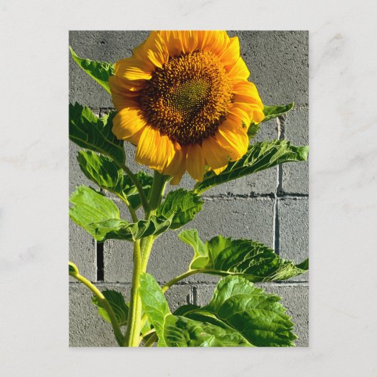 Sonnenblume Postkarte (Vorderseite)
