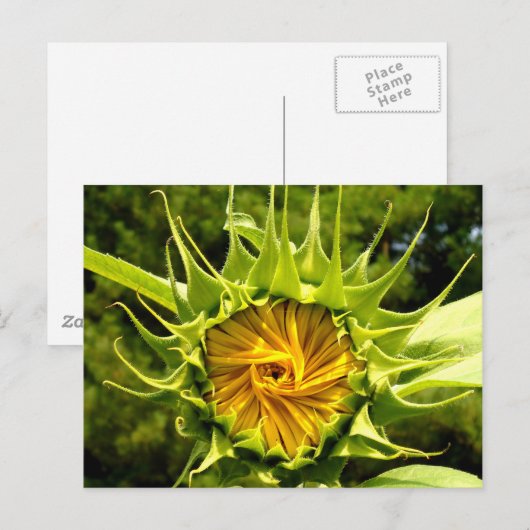 Sonnenblume Postkarte (Vorne/Hinten)