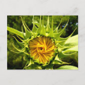 Sonnenblume Postkarte (Vorderseite)