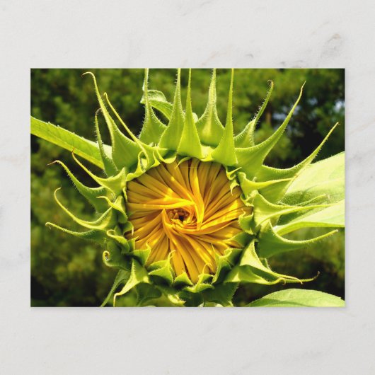 Sonnenblume Postkarte (Vorderseite)