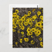 Sonnenblume Postkarte (Vorne/Hinten)