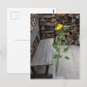 Sonnenblume Postkarte (Vorne/Hinten)