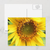 Sonnenblume, Postkarte (Vorne/Hinten)