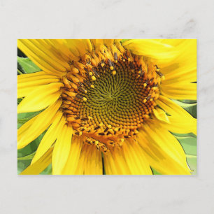 Sonnenblume, Postkarte
