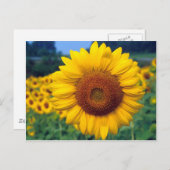 Sonnenblume Postkarte (Vorne/Hinten)