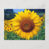 Sonnenblume Postkarte (Vorderseite)
