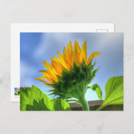 Sonnenblume Postkarte (Vorne/Hinten)
