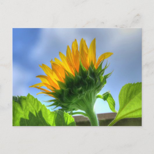 Sonnenblume Postkarte (Vorderseite)