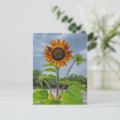 Sonnenblume Postkarte (Stehend Vorderseite)