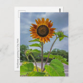 Sonnenblume Postkarte (Vorne/Hinten)