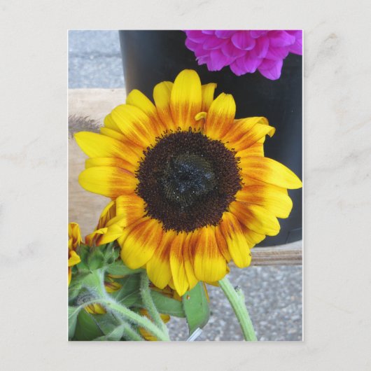Sonnenblume Postkarte (Vorderseite)