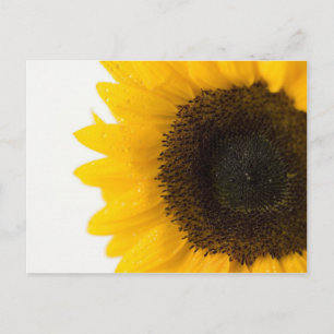 Sonnenblume Postkarte