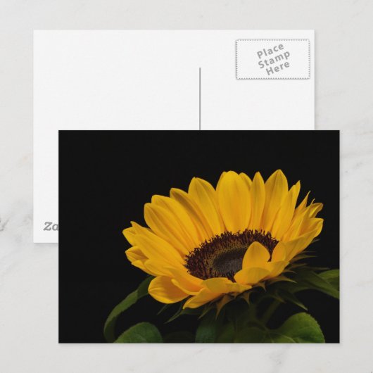 Sonnenblume Postkarte (Vorne/Hinten)