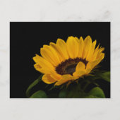 Sonnenblume Postkarte (Vorderseite)