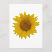 Sonnenblume Postkarte (Vorderseite)