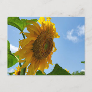 Sonnenblume Postkarte