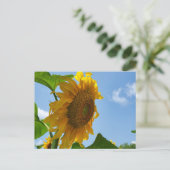 Sonnenblume Postkarte (Stehend Vorderseite)