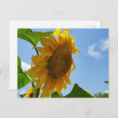 Sonnenblume Postkarte (Vorne/Hinten)