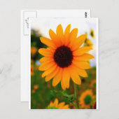 Sonnenblume Postkarte (Vorne/Hinten)