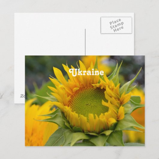 Sonnenblume Postkarte (Vorne/Hinten)